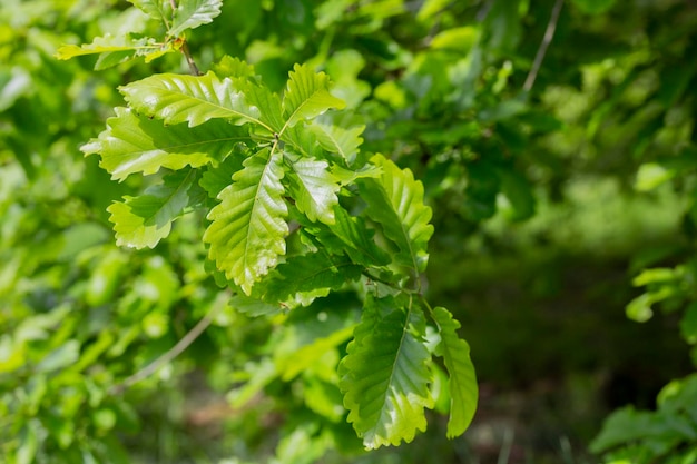 Folhas de um carvalho comum Quercus robur na primavera