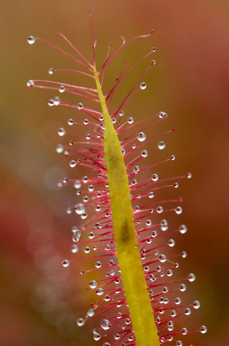 Foto folhas de um drosera capensis vermelho imagem com desfocamento seletivo
