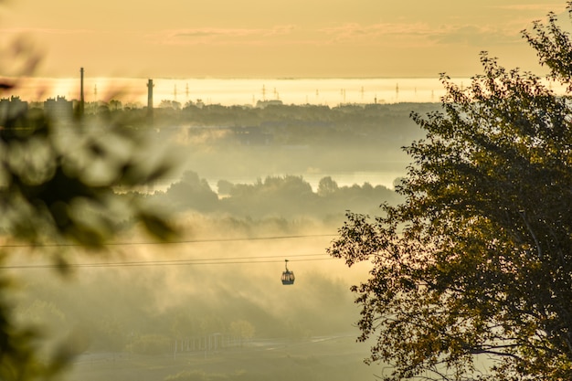 folhas de uma árvore ao amanhecer