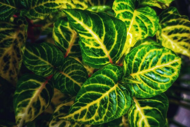 Folhas de uma planta de iresina que formam a paleta da natureza