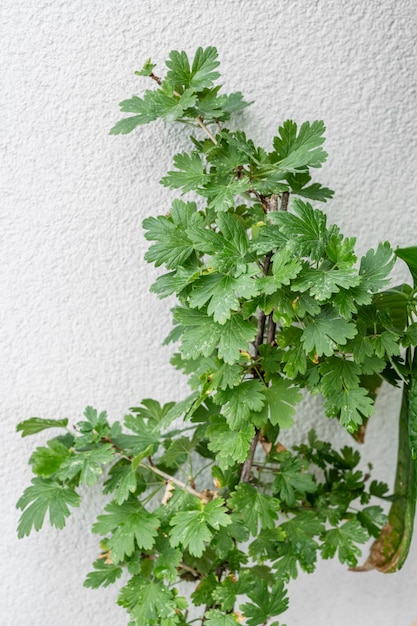 Folhas de uma planta verde com fundo de pedra branca