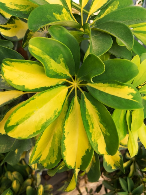 Folhas de uma Schefflera Arboricola ou uma planta de árvore guarda-chuva. superfície