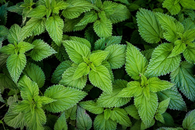 Folhas de urtiga como plano de fundo Textura verde de urtiga Vista superior