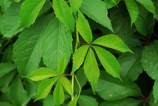 Folhas de urtiga Fundo para projetos Textura da planta