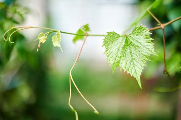 Folhas de uva em vinhedo. Folhas verdes da videira no dia ensolarado de setembro. Logo colheita de outono de uvas