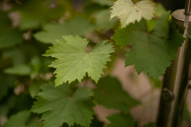 Folhas de uva na horta