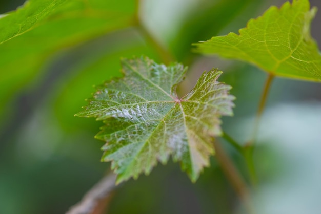 Folhas de uva na horta