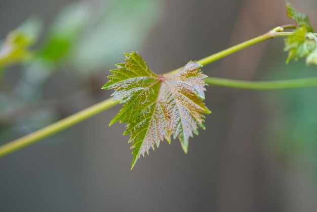 Folhas de uva na horta