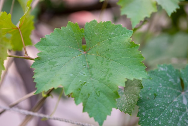 Folhas de uva na horta