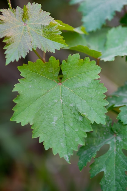 Folhas de uva na horta