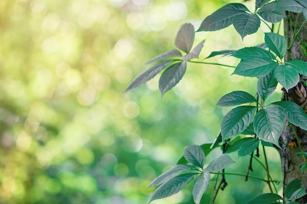 Folhas de uva selvagem em foco seletivo. fundo verde