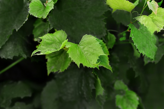 Folhas de uva verde jovens crescem em um arbusto