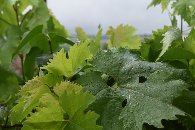 folhas de uva verdes para backgorund