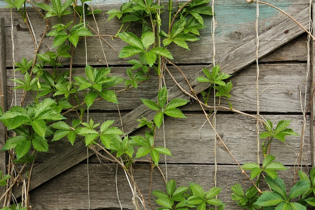 Folhas de uvas selvagens