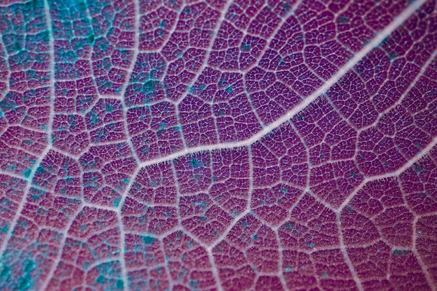 Folhas de veias de folhas vermelhas e roxas no fundo abstrato da temporada de outono