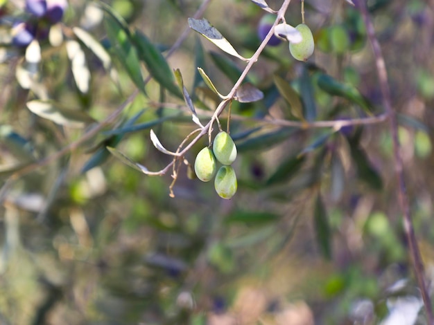 Folhas de verde-oliva no fundo da natureza de vegetação borrada Foto grátis