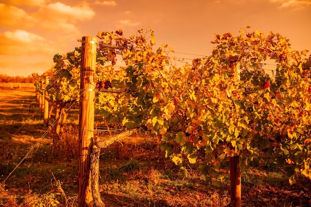 Folhas de videira brilhante outono vermelho laranja amarelo no vinhedo sob o sol quente do pôr do sol lindo