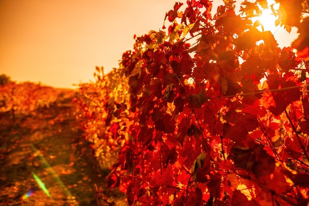 Folhas de videira brilhante outono vermelho laranja amarelo no vinhedo sob o sol quente do pôr do sol lindo