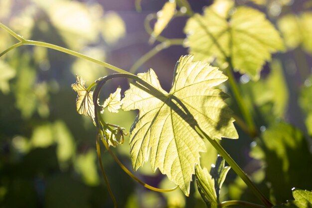 Folhas de videira verde à luz do sol