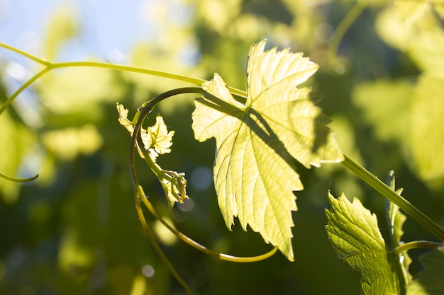 Folhas de videira verde à luz do sol