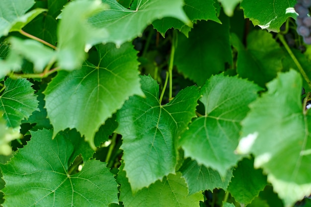 Folhas de videira verde em dia de sol em vinhedo