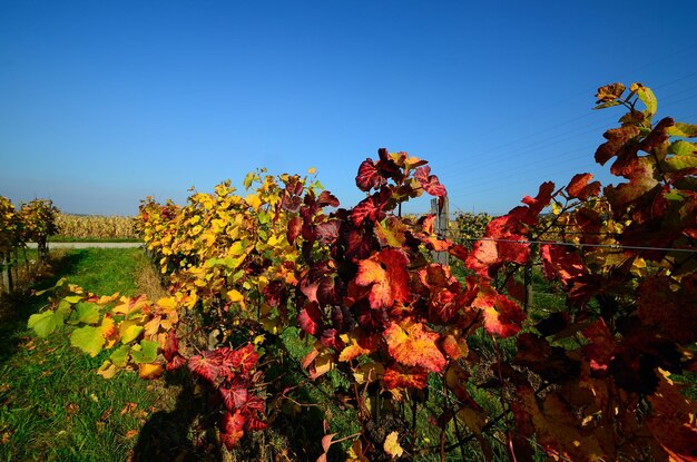 Folhas de vinho no outono