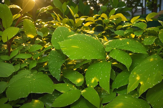 Folhas do jardim depois da chuva ao pôr-do-sol