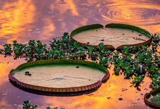 Folhas do maior lírio d'água