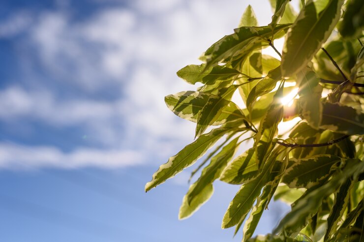 Foto folhas do verde de encontro ao céu azul, contraluz.