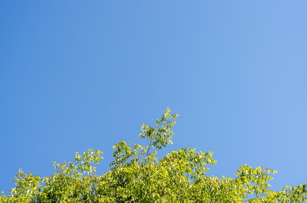 Folhas do verde e céu azul no meio-dia.