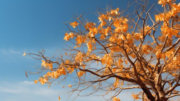 Folhas douradas da natureza