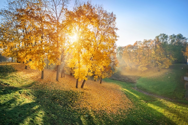 Folhas douradas de outono em árvores e grama na ravina do parque Tsaritsyno em Moscou e os raios do sol da manhã passando pelos galhos
