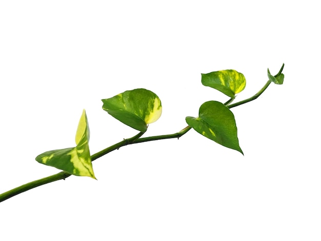 Folhas douradas de pothos ou folha de Epipremnum aureum em fundo branco