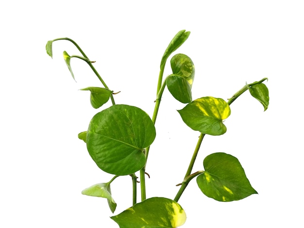 Folhas douradas de pothos ou folha de Epipremnum aureum em fundo branco