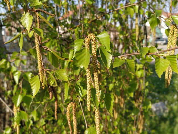 Folhas e amentilhos verdes frescos de bétula Primavera em um bosque de bétulas Plantas e árvores úteis Energia e o renascimento da vida Sementes de bétula Gênero de árvores de folha caduca e arbustos da família Bétula Betulaceae