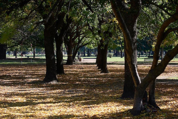 Folhas e árvores caídas em uma paisagem de parque de outono