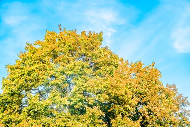 Folhas e árvores de fundo da cena da natureza do outono ao ar livre