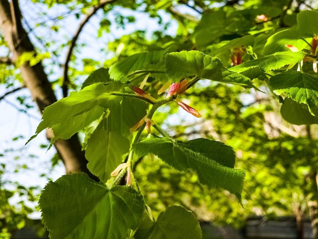 Foto folhas e botões jovens de tilo na primavera tilia árvore