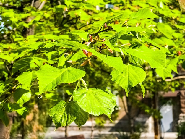 Foto folhas e botões jovens de tilo na primavera tilia árvore