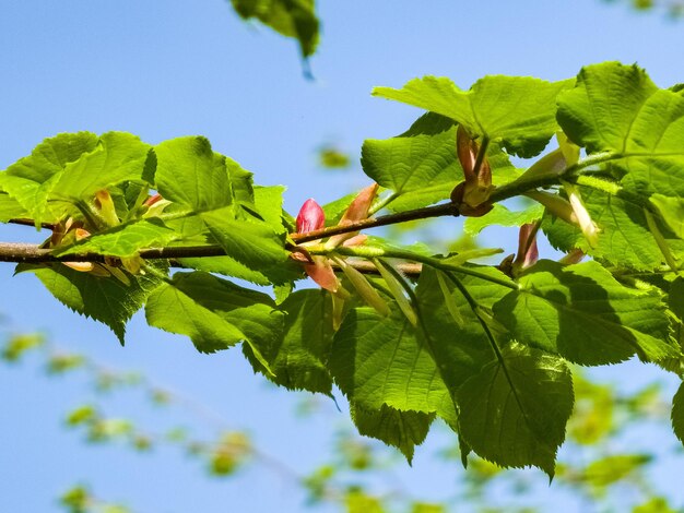 Foto folhas e botões jovens de tilo na primavera tilia árvore