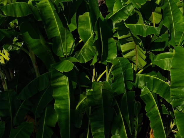 Folhas e céu verdes da palmeira