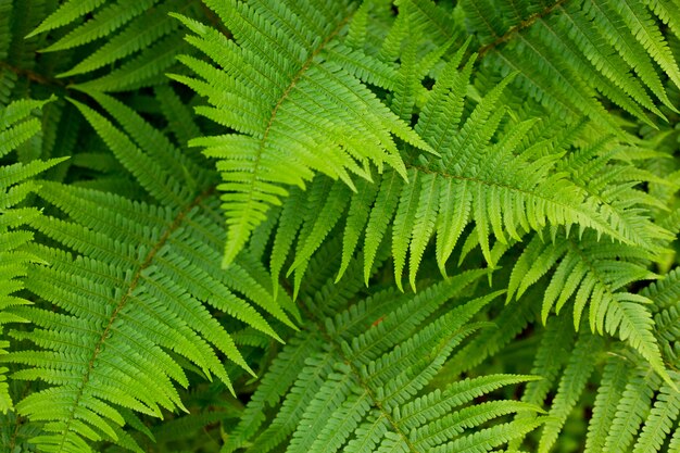 folhas e exuberante samambaia verde jovem