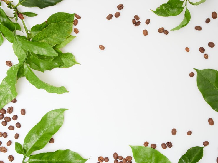 Folhas e feijões frescos de café verde