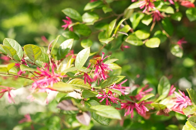 Folhas e flores cor de rosa de franja chinesa