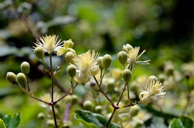 Folhas e flores de barba de homem velho Clematis vitalba