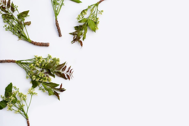 Folhas e flores de neem no fundo do wihte.