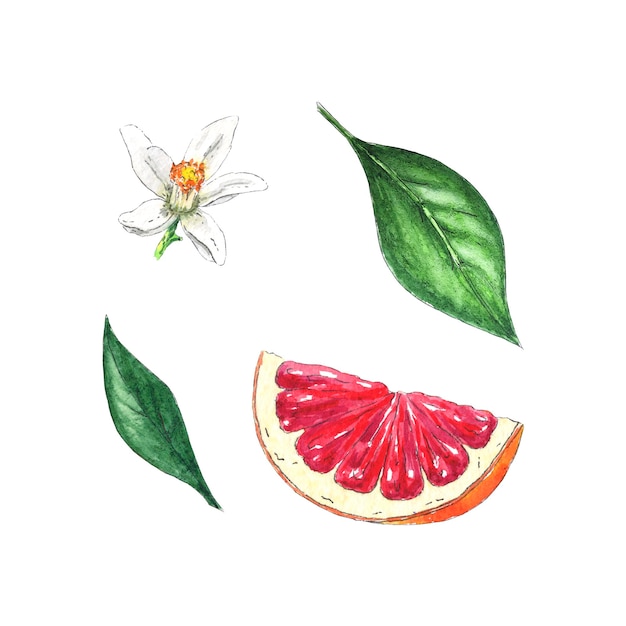 Folhas e flores de toranja em aquarela, pintadas à mão em estilo botânico para uso em design