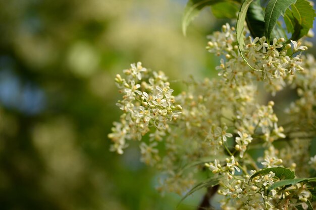Foto folhas e flores medicinais ayurvédicas de azadirachta indica ou neem