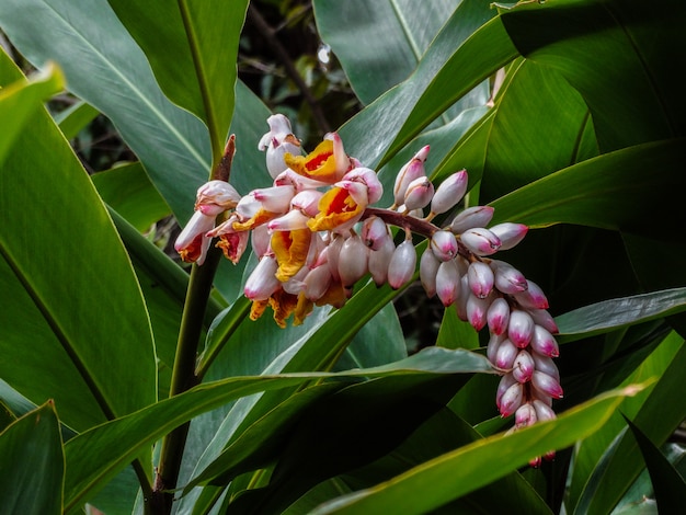 Folhas e flores tropicais