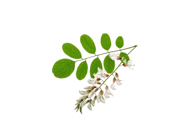 Folhas e flores verdes da planta de acácia isoladas em fundo branco